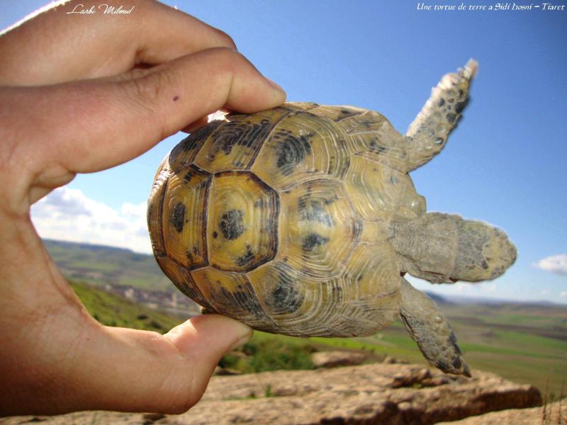  - 02-22467-une-tortue-de-terre-a-sidi-hosni-tiaret