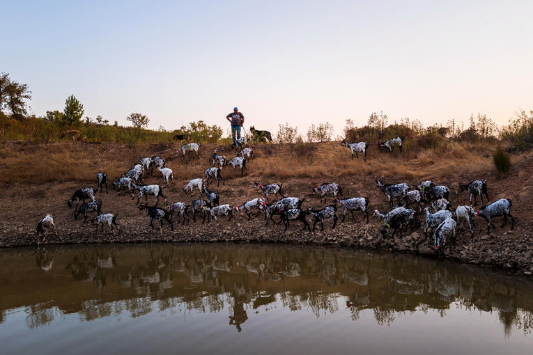 Goat из Португалии.