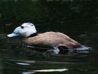 Le dénombrement des oiseaux d'eau débute la semaine prochaine au lac Tonga à El Tarf