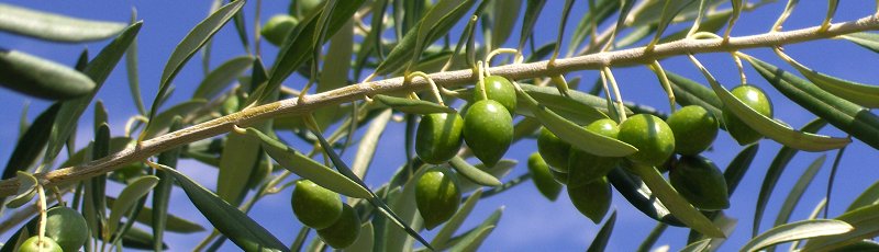 Ouargla - Oléiculture, Production d'huile d'olive