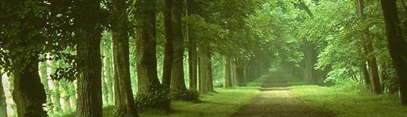 تيارت - DGF : Direction générale des forêts