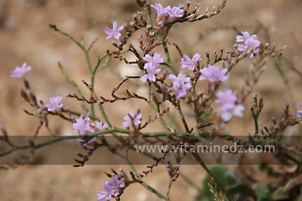 Plantes sauvages à la Plage de Sbiat, entre Bouzedjar et Sassel