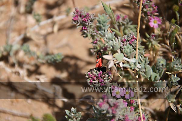 Faune et flore sauvage à la Plage de Sbiat, entre Bouzedjar et Sassel