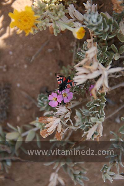 Plantes sauvages et papillon à la Plage de Sbiat, entre Bouzedjar et Sassel