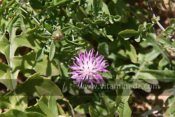 Plantes sauvages Plage de Sbiat