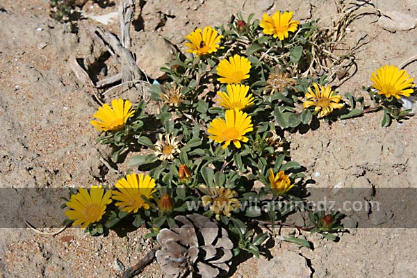 Plantes sauvages, Plage de Sbiat, entre Bouzedjar et Sassel