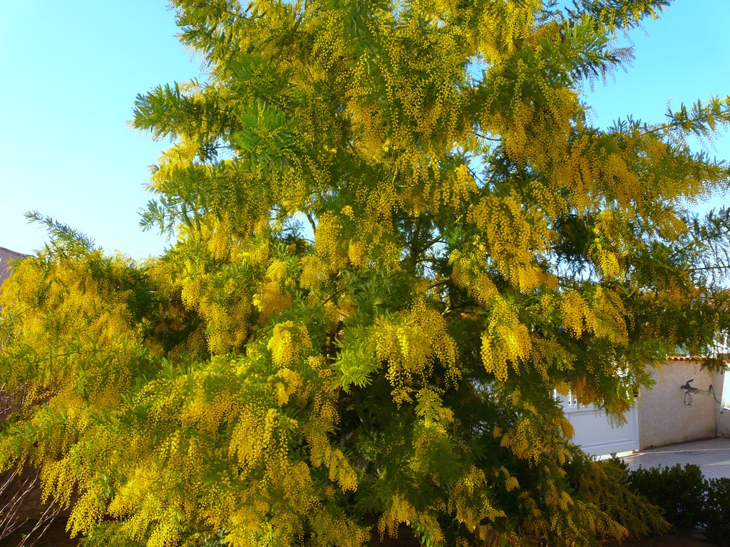 France, le Mimosa en fleur ici le 14 février 2009