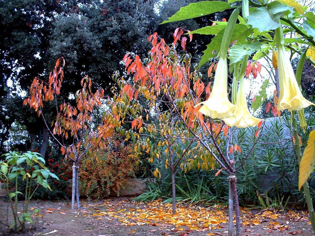 France, l'automne la tombée des feuilles avec Datura en fleurs