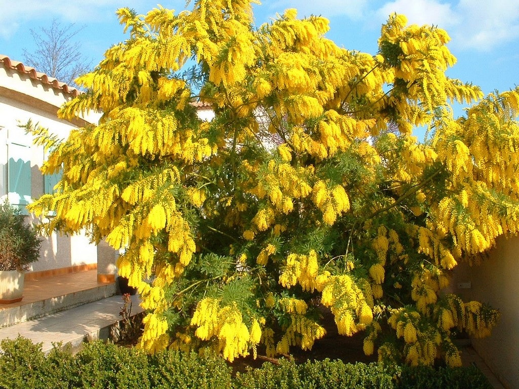 France, le Mimosa en pleine Floraison