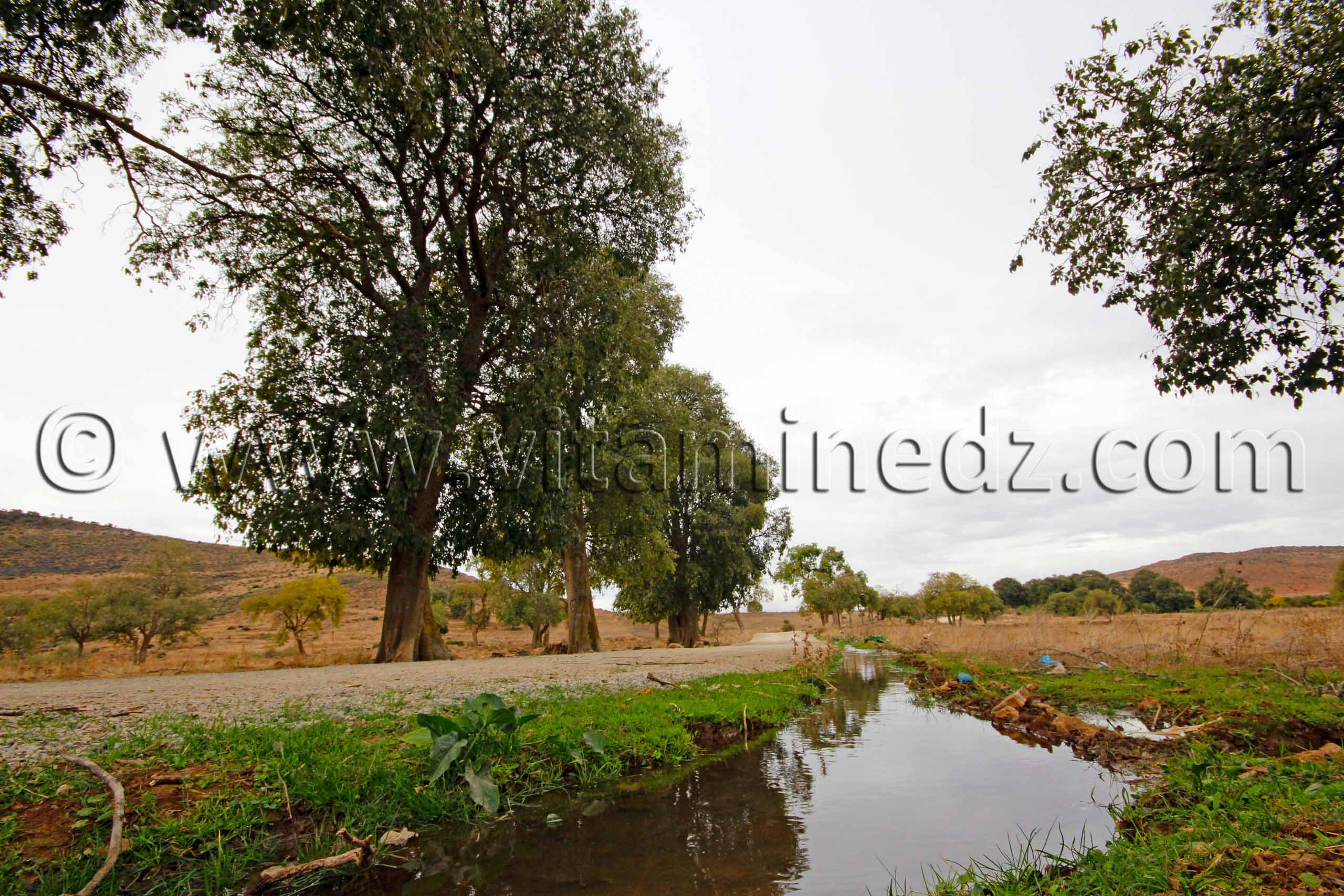 Petit cours d'eau provenant du barrage de Mefrouche