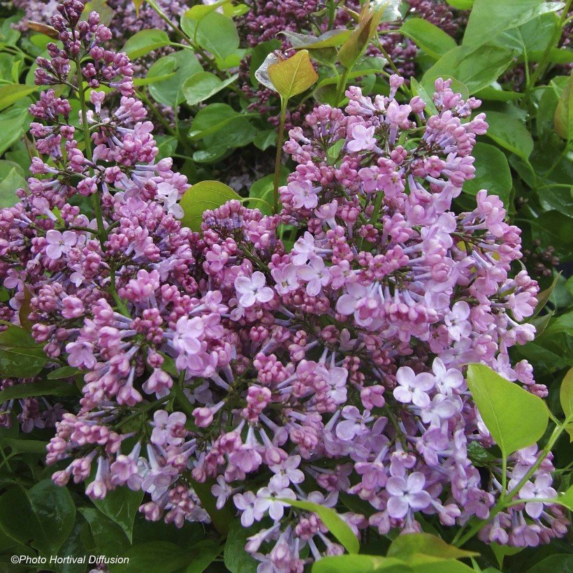 Lilas à fleurs de jacinthe - Syringa hyacinthiflora Maiden's Blush ...