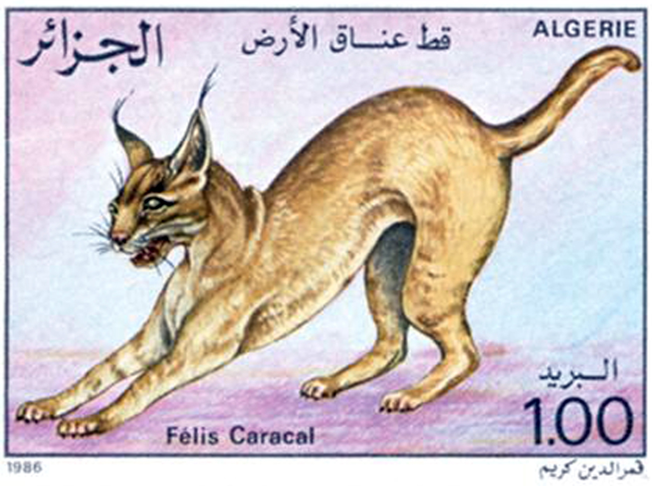 Algerie Chat