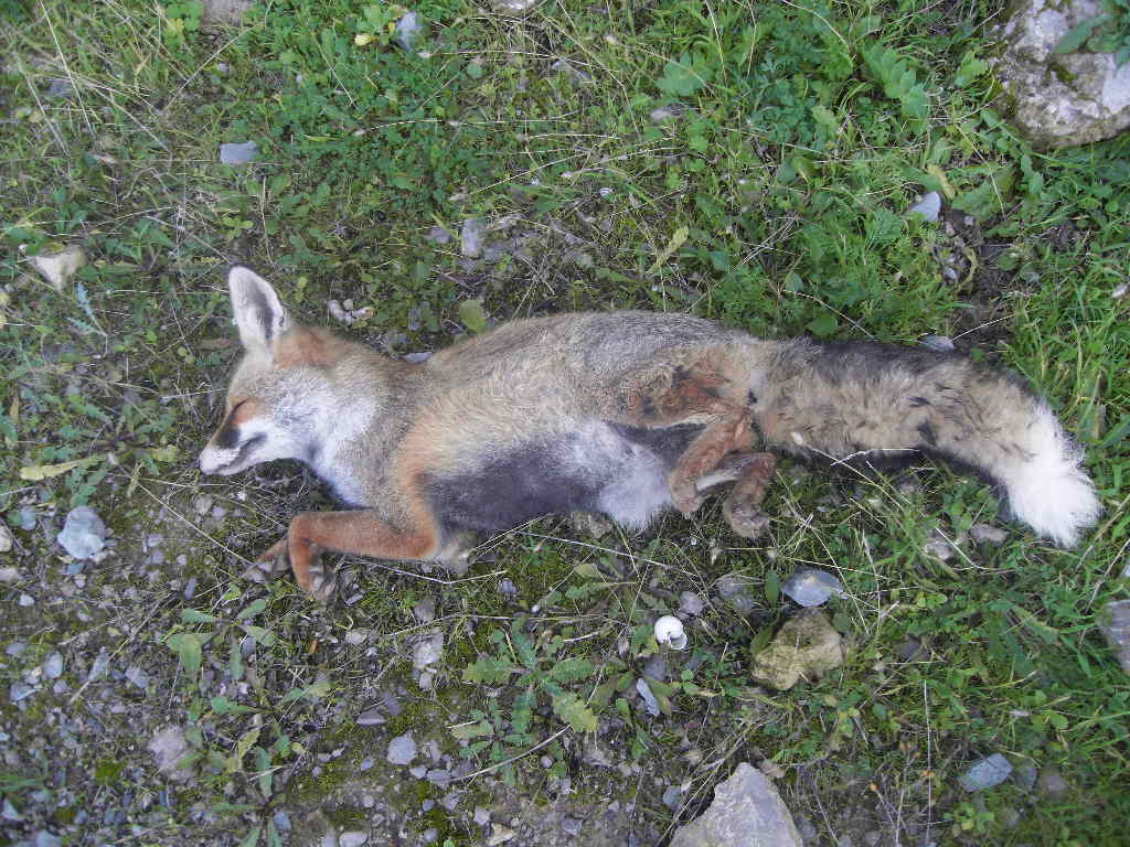 Un Renard Mort Par Empoisonnement Dans Une Decharge Communale Algerie Actualites Vitaminedz