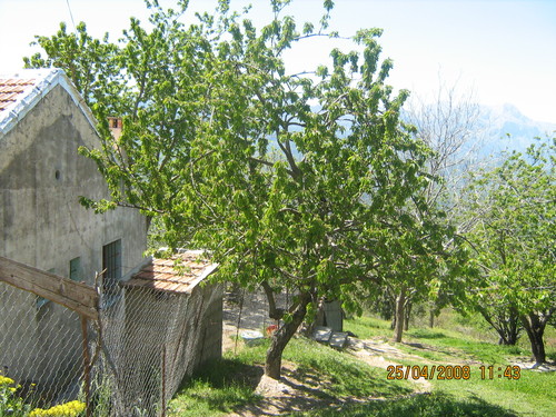 Hablamlouk Le cerisier est un arbre bien rustique