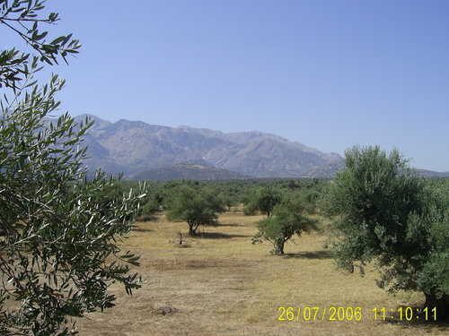 Culture d'Oliviers aux alentours de Tizi ouzou