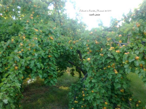 Champ d'Abricotier (Commune de Messaad)