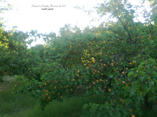 Champ d'Abricotiers dans la commune de Messaad (Wilaya de Djelfa)