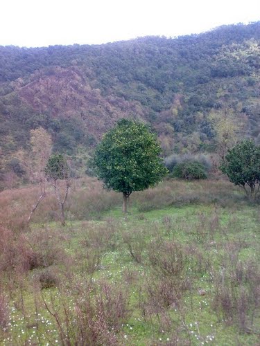 Plantation d'Orangers à Jijel