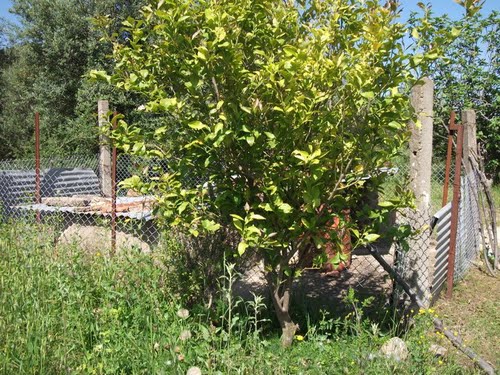 Un Citronnier à Bouraoui Belhadef