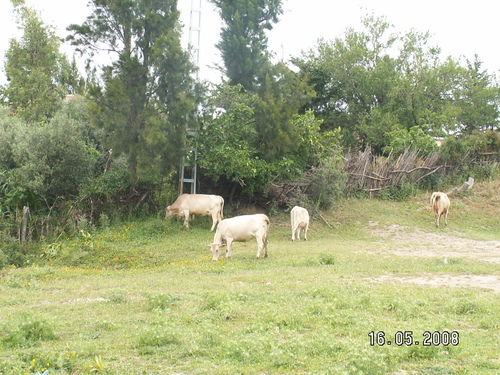 Elevage Bovin au village de Metlatine (Wilaya de Jijel)