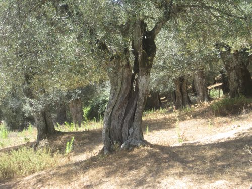 Champ d'Oliviers sur la périphérie de Jijel