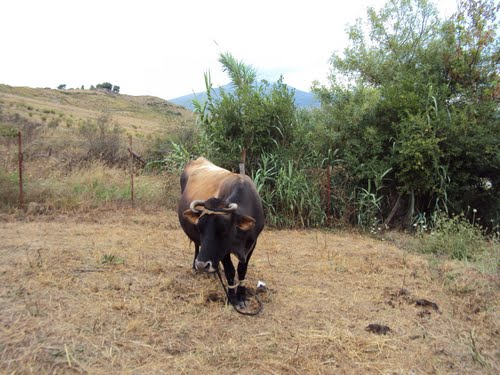 Une vache de Taima dans la périphérie de Bouraoui Belhadef (Wilaya de Jijel)