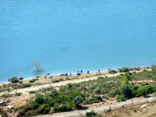 Elevage de Bovins sur la côte de Jijel