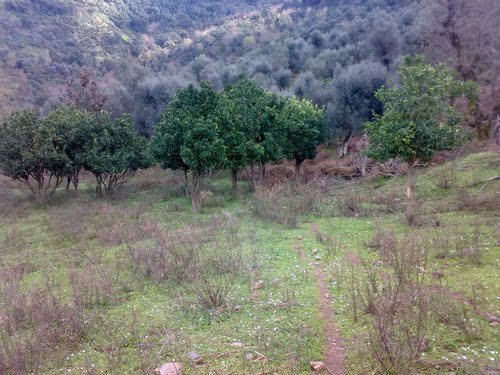 Culture d'Orangers à Makhled (Périphérie de Jijel)