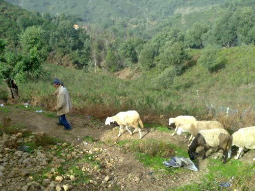 Elevage de moutons dans la périphérie de Jijel