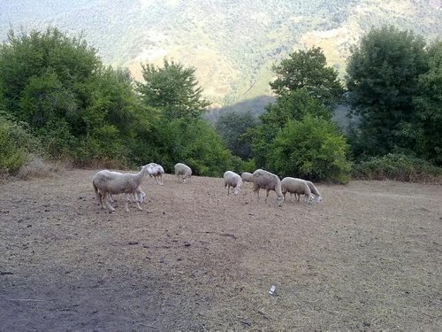 Elevage de Moutons dans la wilaya de Jijel