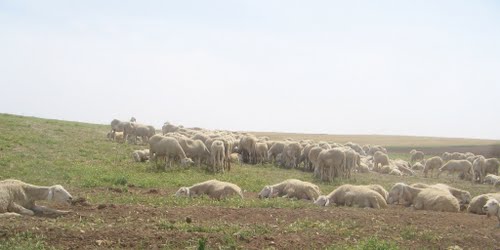 Elevage de moutons dans la campagne de Sidi Belabbes