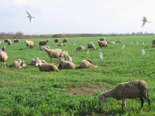 Elevage de Moutons dans la Commune de Tenira