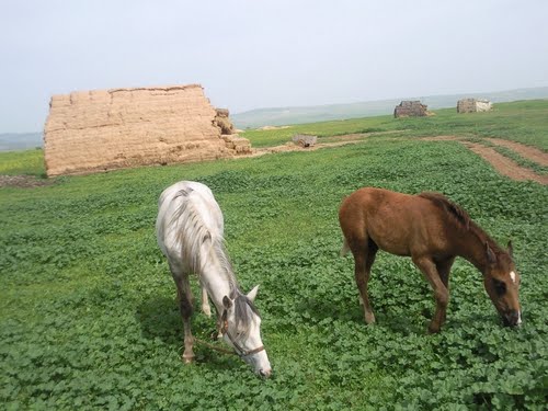 Elevage de Chevaux Barbes sur la périphérie de Sidi Belabbes