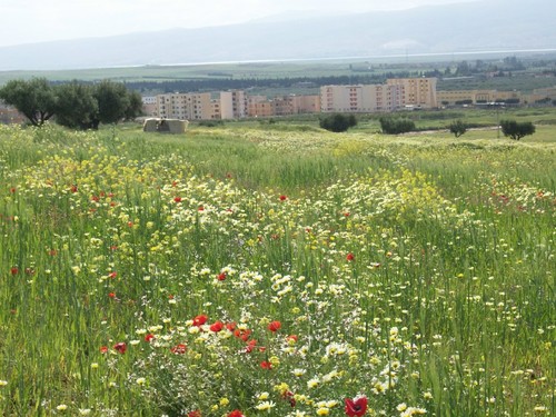 Fleurs Naturelles poussant dans les champs de Ouarizane au Printemps